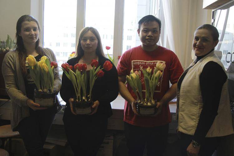 В НИУ «БелГУ» зацвели тюльпаны